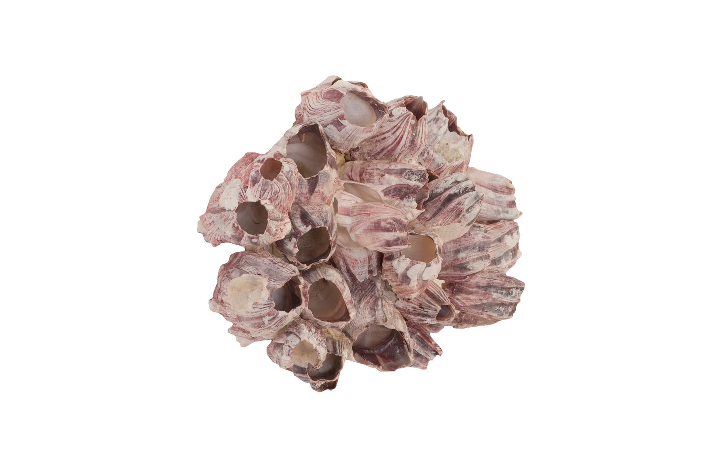 Barnacle Cluster Wall Art, LG